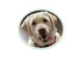 Corner Dog logo